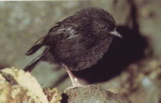 Chatham Island Black Robin